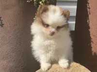Rocky, a male Pomeranian for sale in Dalton, OH – 1 of 6