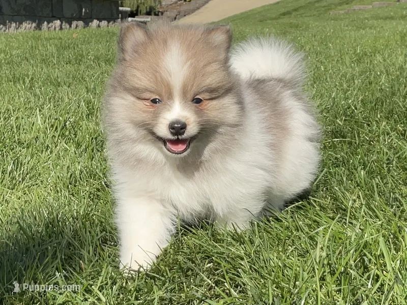 Jasper, a male Pomeranian for sale in Dalton, OH – 1 of 6