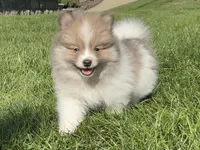 Jasper, a male Pomeranian for sale in Dalton, OH – 1 of 6