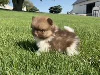 ( AKC) Buster, a male Pomeranian for sale in Dalton, OH – 2 of 4