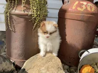 Ryder, a male Pomeranian for sale in Dalton, OH – 2 of 5