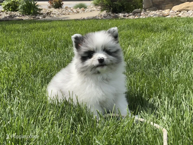 (AKC) Blu – Pomeranian puppy for sale in Dalton, OH
