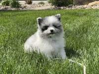 (AKC) Blu, a male Pomeranian for sale in Dalton, OH – Photo 1 of 4
