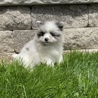 (AKC) Blu, a male Pomeranian for sale in Dalton, OH – Photo 4 of 4