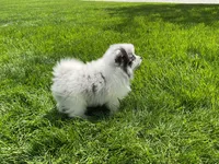 (AKC) Blu, a male Pomeranian for sale in Dalton, OH – Photo 3 of 4