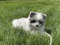 (AKC) Blu, a male Pomeranian for sale in Dalton, OH – Photo 2 of 4