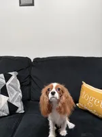 Rylo, a male Cavalier King Charles Spaniel for sale in Cincinnati, OH – 2 of 2