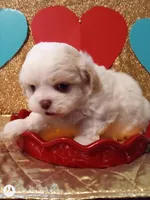 Chancey, a male Peekapoo for sale in Cheney, KS – Photo 4 of 5