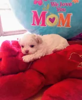 Chancey, a male Peekapoo for sale in Cheney, KS – Photo 2 of 5