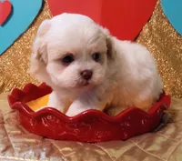 Chancey, a male Peekapoo for sale in Cheney, KS – Photo 3 of 5