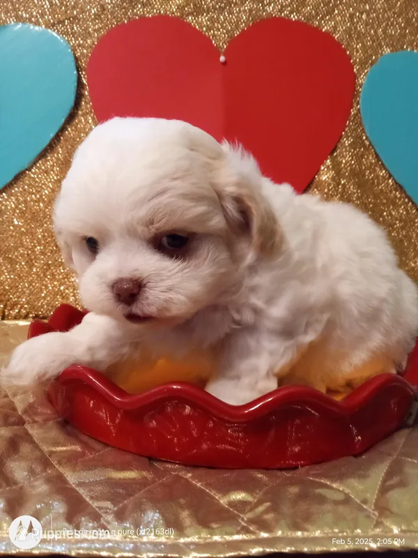 Chancey, a male Peekapoo for sale in Cheney, KS – Photo 1 of 5