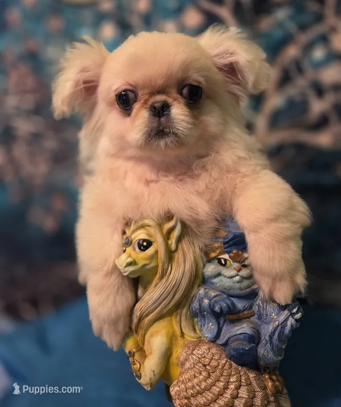 Ollie – Mi-ki puppy for sale in Cheney, KS