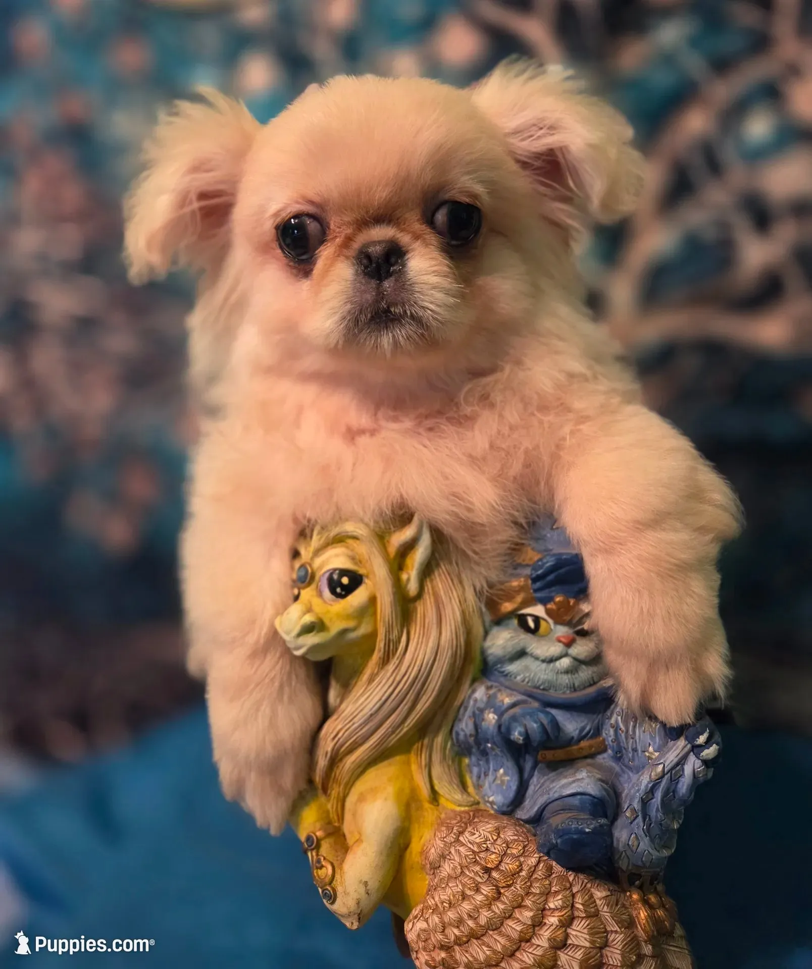 Ollie, a male Mi-ki for sale in Cheney, KS – 1 of 5