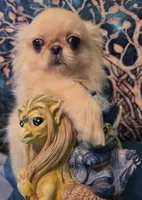 Ollie, a male Mi-ki for sale in Cheney, KS – 5 of 5