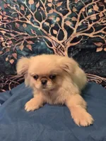 Ollie, a male Mi-ki for sale in Cheney, KS – 4 of 5