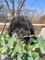 Jackie, a male Peekapoo for sale in Cheney, KS – Photo 2 of 6