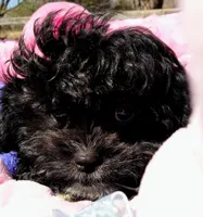 Jackie, a male Peekapoo for sale in Cheney, KS – Photo 3 of 6