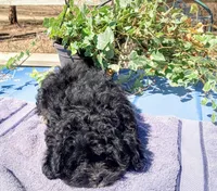 Jackie, a male Peekapoo for sale in Cheney, KS – Photo 5 of 6