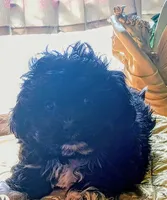 Jackie, a male Peekapoo for sale in Cheney, KS – Photo 6 of 6