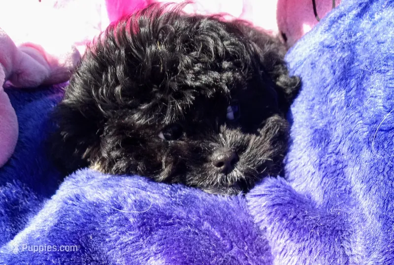 Jackie, a male Peekapoo for sale in Cheney, KS – Photo 1 of 6