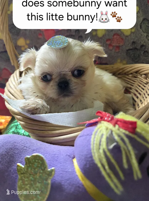 Ollie – Mi-ki puppy for sale in Cheney, KS