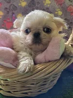 Ollie, a male Mi-ki for sale in Cheney, KS – Photo 2 of 2