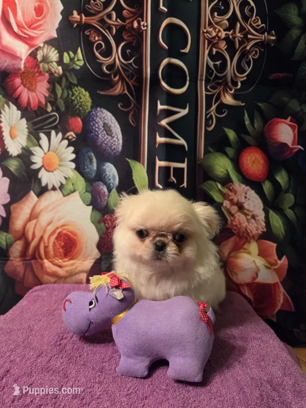 Ollie, a male Mi-ki for sale in Cheney, KS – Photo 1 of 6