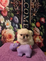 Ollie, a male Mi-ki for sale in Cheney, KS – Photo 1 of 6