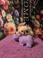 Ollie, a male Mi-ki for sale in Cheney, KS – Photo 6 of 6