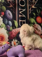 Ollie, a male Mi-ki for sale in Cheney, KS – Photo 3 of 6