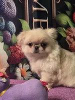 Ollie, a male Mi-ki for sale in Cheney, KS – Photo 2 of 6