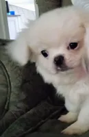 Tensley, a male Pekingese and Mi-ki for sale in Cheney, KS – Photo 2 of 4