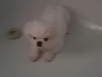 Tensley, a male Pekingese and Mi-ki for sale in Cheney, KS – Photo 4 of 4