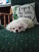 Tensley, a male Pekingese and Mi-ki for sale in Cheney, KS – Photo 1 of 4