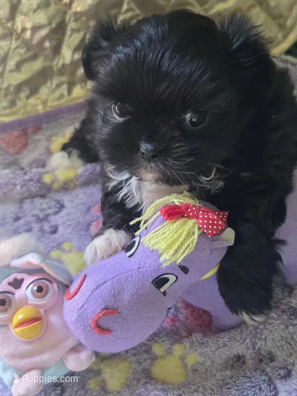 Zooley Girl – Peekapoo puppy for sale in Cheney, KS