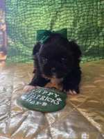 Zooley Girl, a female Peekapoo for sale in Cheney, KS – Photo 2 of 3
