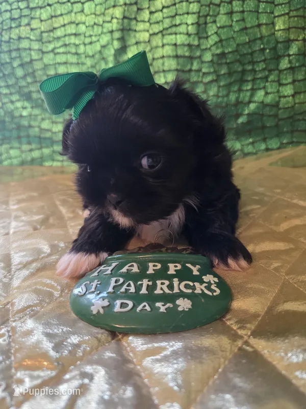 Zooley Girl – Peekapoo puppy for sale in Cheney, KS