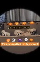 Keko, a male Pekingese and Mi-ki for sale in Cheney, KS – Photo 4 of 5