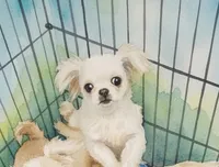 Keko, a male Pekingese and Mi-ki for sale in Cheney, KS – Photo 2 of 5