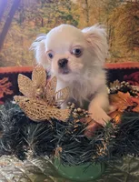 Keko, a male Pekingese and Mi-ki for sale in Cheney, KS – Photo 5 of 5