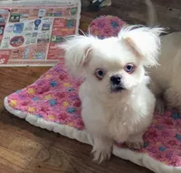 Keko, a male Pekingese and Mi-ki for sale in Cheney, KS – Photo 1 of 5