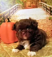 Coffee, a male Peekapoo for sale in Cheney, KS – Photo 1 of 3