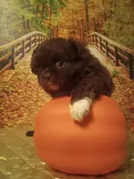 Coffee, a male Peekapoo for sale in Cheney, KS – Photo 3 of 3