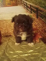 Coffee, a male Peekapoo for sale in Cheney, KS – Photo 2 of 3