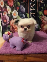 Zellie Bell, a female Mi-ki for sale in Cheney, KS – Photo 7 of 7