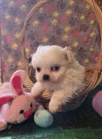 Zellie Bell, a female Mi-ki for sale in Cheney, KS – Photo 2 of 4