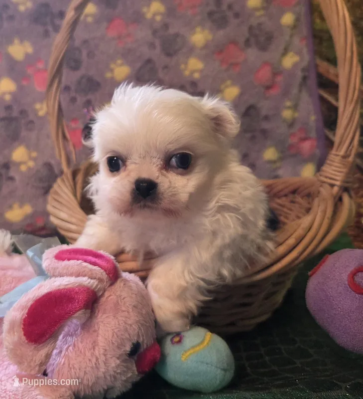 Zellie Bell – Mi-ki puppy for sale in Cheney, KS