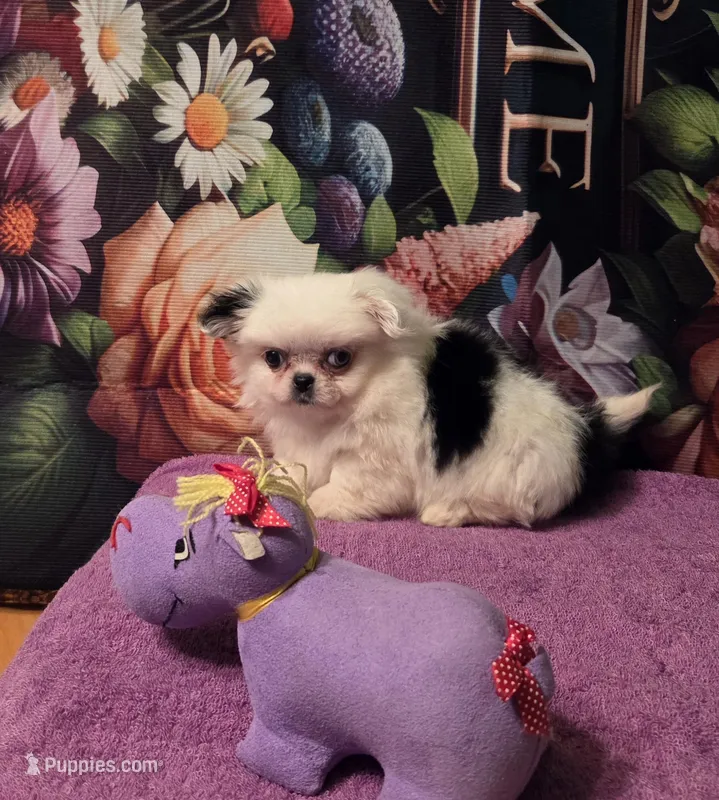 Zellie Bell – Mi-ki puppy for sale in Cheney, KS