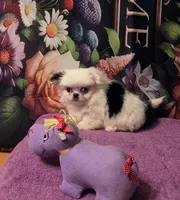 Zellie Bell, a female Mi-ki for sale in Cheney, KS – Photo 1 of 7