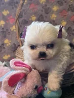 Zellie Bell, a female Mi-ki for sale in Cheney, KS – Photo 3 of 4